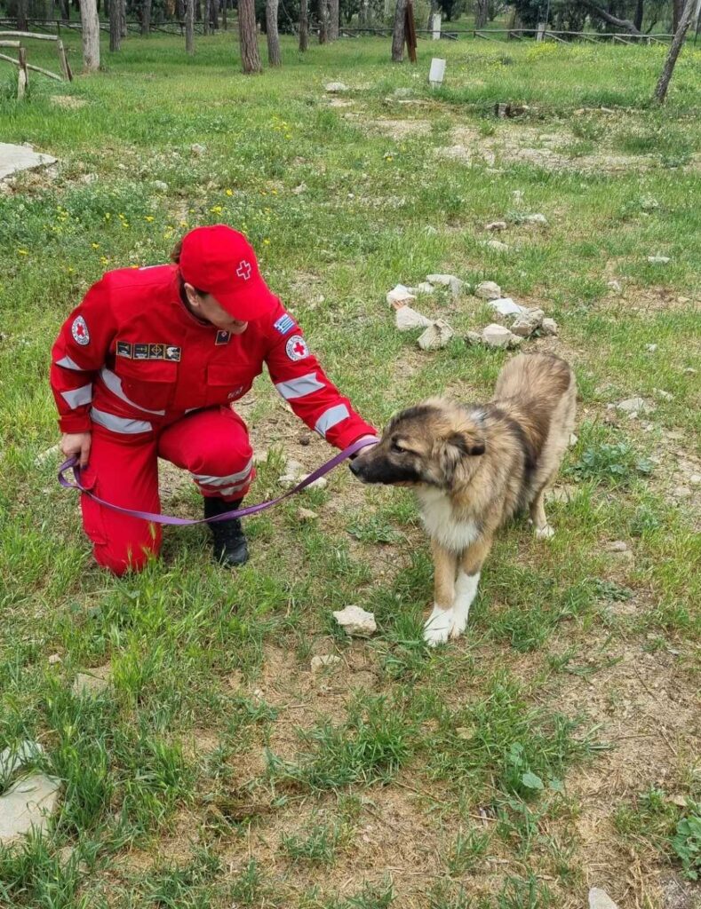 Σεμινάρια του ΕΕΣ για τα ζώα συντροφιάς | Και στην Πάτρα %CE%B5%CE%B5%CF%835 1